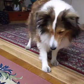 ゴルフボールで遊んだの画像