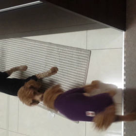 オン ザ キッチンマット☆の画像