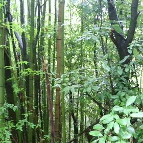 新緑に包まれて♡の画像