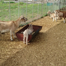 お食事中の画像