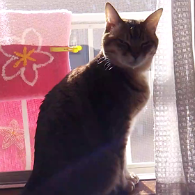 日向ぼっこの画像