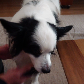 ブラッシングの画像