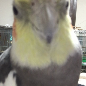 今までで一番嬉しかったプレゼントの画像