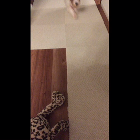 はやてのように現れて♪ わたしはランディの画像