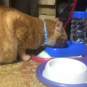 水いっぱい飲むなーの画像