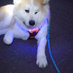 今朝は趣向を変えて一部周回コース。未来丸は相変わらず休憩要求止まず‼️それでもまあまあのペーの画像