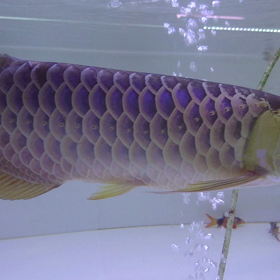 過背金龍の画像