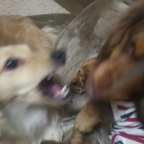 冬眠中の遊びの画像