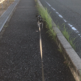 ミニチュアシュナウザーと散歩の画像