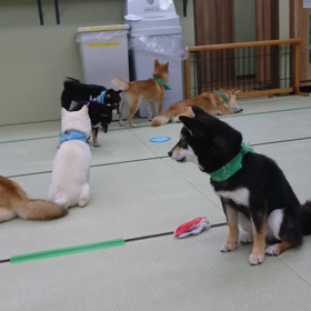 ★ 小豆柴の郷 秋葉原店の様子 ★の画像
