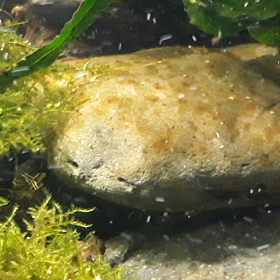 ケイ藻⤵️の画像