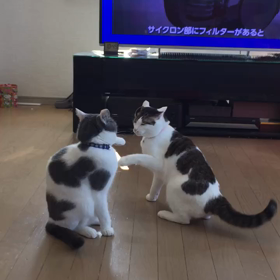 猫ちゃんの画像