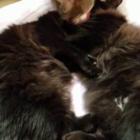 猫ちゃん(*^_^*)の画像