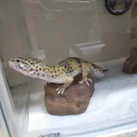 トカゲモドキがうろうろの画像