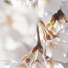 ♡(*^◯^*)♡タカさんと桜とコラボっこ〜〜の画像