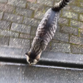 今日のソトネコの画像