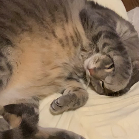 おはようございますの画像