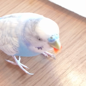 必死に食べる❤️インコのサラダバー❤️の画像