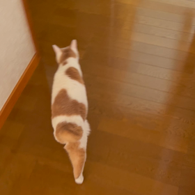 ポテポテポテポテの画像