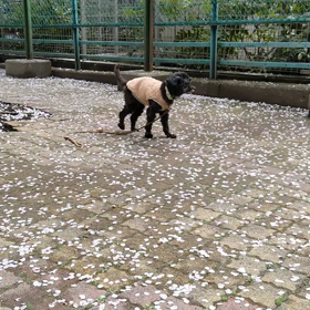 犬、下痢下血治まるの画像