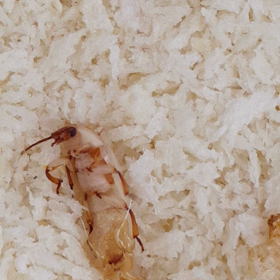 脱皮シーンの画像