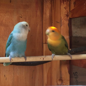 コザクラインコの画像