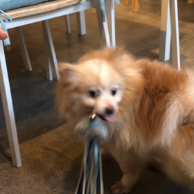犬じゃらしの画像