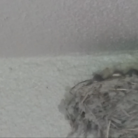 つばめの観察日記38日目(^-^)の画像