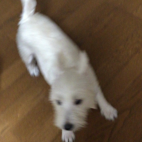 テンションはナゼかMAX。の画像