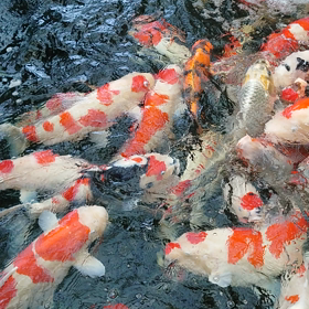 今朝の鯉の画像