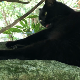 でで〜んと デラックスな猫ちゃんの画像