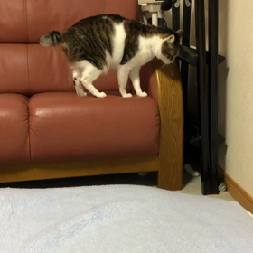 要介護1一人暮らしの母との会話…薬　激しいニャンズ！の画像