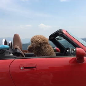 Thunder  dog  (^_−)−☆の画像