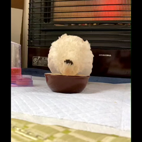 つむぎさん❗の画像