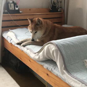 2018年8月6日のサリーの画像