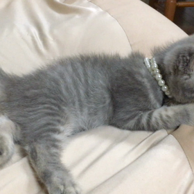 ひとり息子と蒼空くんの画像