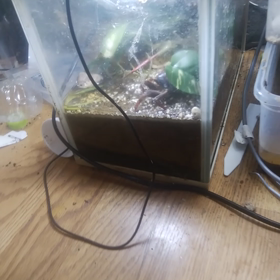 ブラジルの特徴的なシオマネキの画像