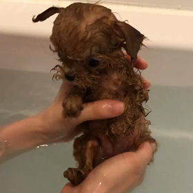 水頭症のプードルの画像