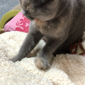 らむぞーチャンネルの画像