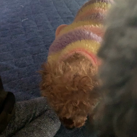 淡い期待(´ω`)の画像