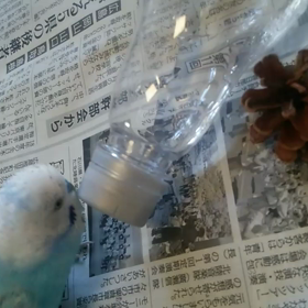 今日のくうの画像