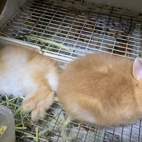 爆睡みつりちゃんベビーの画像