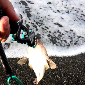 テリーのワンダーランドの画像