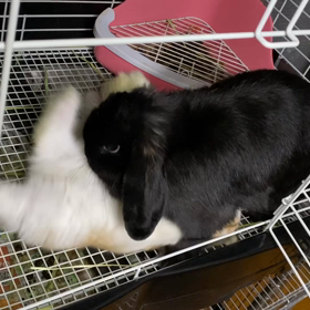 くろろちゃんの子育ての画像