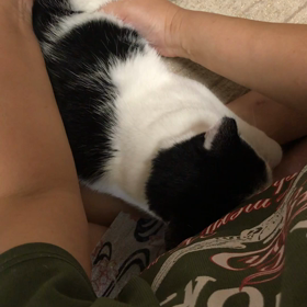 ねこたちの圧迫排泄、圧迫排尿、圧迫排便の動画の画像