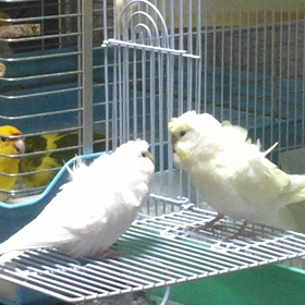 ハゴロモズの周りはデンジャラス？の画像