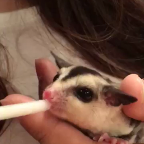 ミルクぺろぺろ2の画像