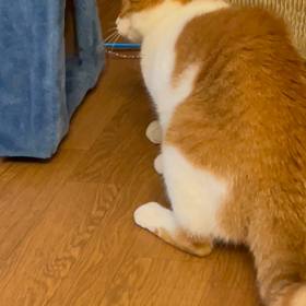 陸ちゃん、イキってますの画像