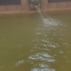 ブシューの画像