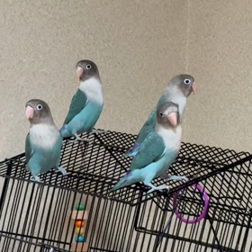 雛たちの現在の画像